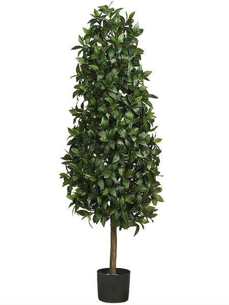 (image for) 5' Sweet Bay Pyramid Silk Tree # NN5243 TEXT_CLOSE_WINDOW